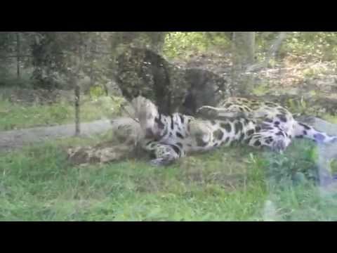 JAGUAR YAWN
