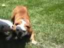 Marley and Gus (broom 1)