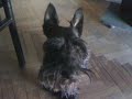 King Kong - Scottish Terrier