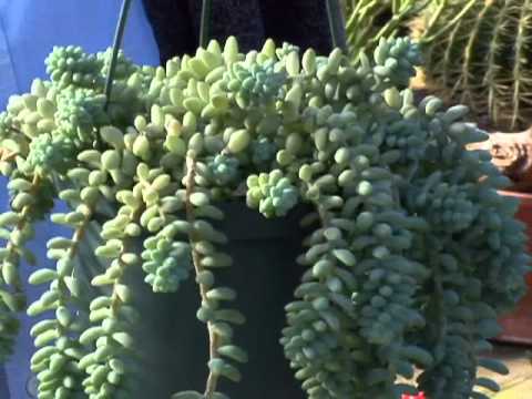 how to plant donkey tail