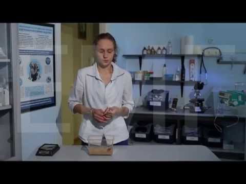 Содержания террариума для  Сцинки