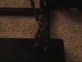 videos de Halo vs. G.I.Joe