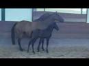 Lusitano Mare - Semente