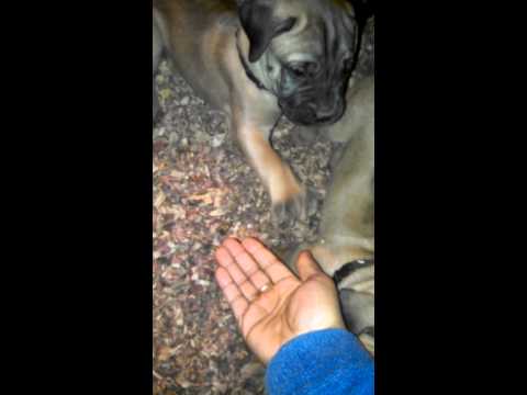 teaching them to shake paw