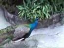 Peacock Peacock