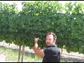 Chakana - Degustación Sauvignon Blanc