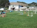 Agility practice -- jumpers course