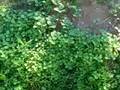 Edible weeds in my garden