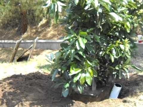 how to plant avocado trees