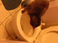 Cat Flushes Toilet Cat Flushes Toilet