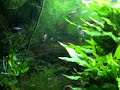 Nano plantado 