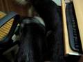 videos de German Shepherd Brother - REX & Drago