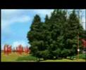 Eple - R�yksopp