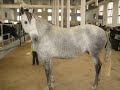 CABALLO RAZA ESPAÑOLA II CABALLO RAZA ESPAÑOLA II