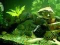 videos de 150gallon Severum Tank 1