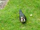 Basset Creek Duck