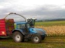 maize silage