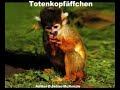 Totenkopf�ffchen Tiere SelMcKenzie Selzer-McKenzie