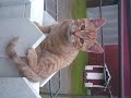 My Favorite cat Misu died under Taxi wheel ;( My Favorite cat Misu died under Taxi wheel ;(