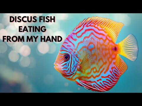 discus