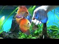 Discus fish eating from my hand.