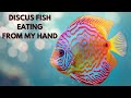 Discus fish eating from my hand.