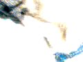 chuski.html