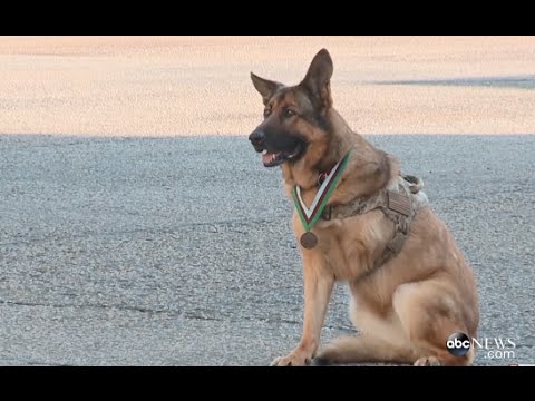 6 Dogs That Prove They Are Truly Man's Best Friend | ABC News Remix