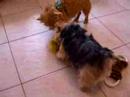 Twix and Twiz playing Twix and Twiz playing