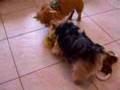 Twix and Twiz playing