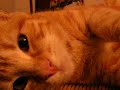 red cat