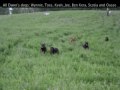 Esmond Rottweilers