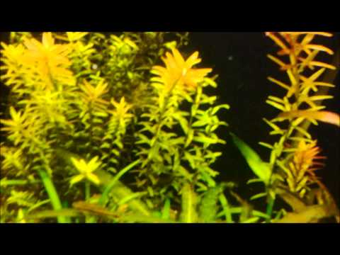 how to trim rotala