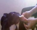french bouledogue bistecca french bouledogue bistecca