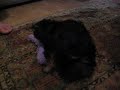 Zola playing w/ her snugga wubba