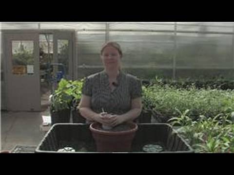 how to fertilize plants in pots