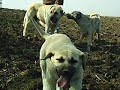 Berivan von Bozkennel Berivan von Bozkennel