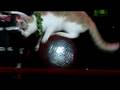 Weird True and Freaky - Cat Circus