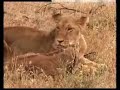 Lioness Adopts a young Calf,The Heart of a Lioness Lioness Adopts a young Calf,The Heart of a Lioness