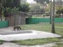 Tapircito