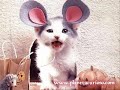 funny animals