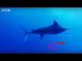 Black-marlin-the-fas