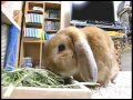 Click here to watch this video 2012.05.21-牧草を食べるmaff♪.flv