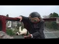 Frank Sidebottom Warns About the Dangers of Low Trees
