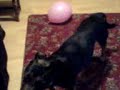 Dog plays volleyball with Balloon