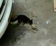 Cat-Rape