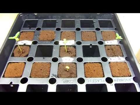 how to transplant passion fruit