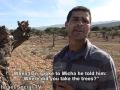olives under occupation