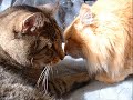 Squirrelflight and Brambleclaw-Baby, Look At Us