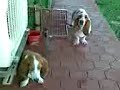 After Bath: Mojo & Pazzy
